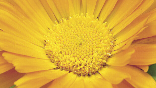 Marigold Marigold