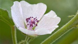 Marsh Mallow - Althaea officinalis Marsh Mallow - Althaea officinalis