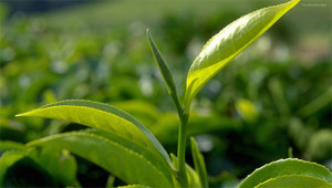 Tea - Camellia sinensis