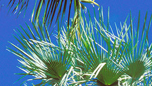 Carnauba - Copernicia prunifera Carnauba - Copernicia prunifera