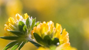 Kidney Vetch - Anthyllis vulneraria Kidney Vetch - Anthyllis vulneraria
