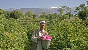 Dr. Hauschka: Essential rose oil from Afghanistan