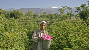 Dr. Hauschka: Essential rose oil from Afghanistan Dr. Hauschka: Essential rose oil from Afghanistan