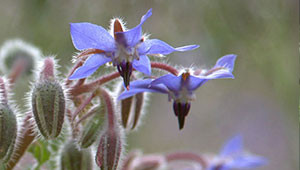 Borage - Borago officinalis Borage - Borago officinalis