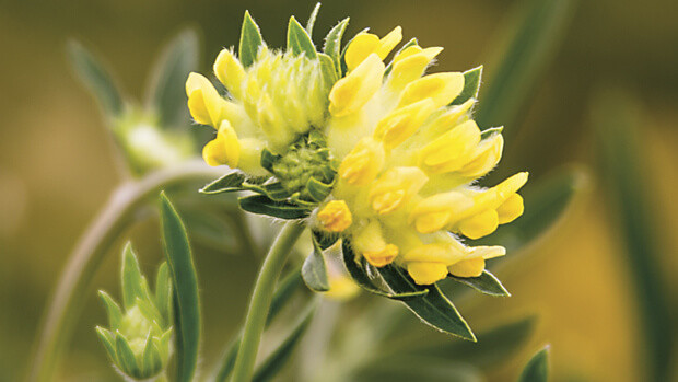 Kidney Vetch Kidney Vetch