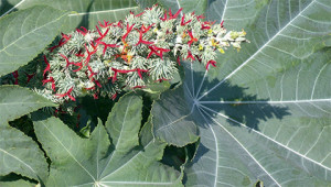 Rizinus - Ricinus communis Rizinus - Ricinus communis