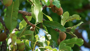 Shea Tree - Butyrospermum parkii