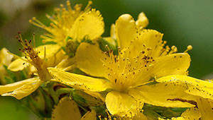 St. John's wort - Hypericum perforatum St. John's wort - Hypericum perforatum