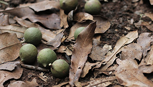 Dr. Hauschka: Macadamia nuts from Kenya Dr. Hauschka: Macadamia nuts from Kenya