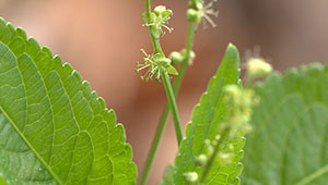 Bingelkraut - Mercurialis perennis Bingelkraut - Mercurialis perennis