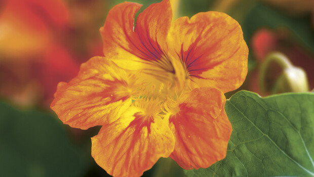 Nasturtium Nasturtium