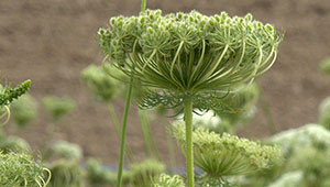 Carrot - Daucus carota Carrot - Daucus carota