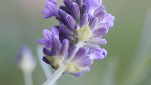 Lavender - Lavandula angustifolia 