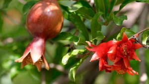 Pomegranate - Punica granatum