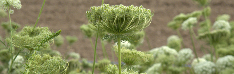 Karotte - Daucus carota Karotte - Daucus carota