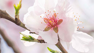 Almond Tree - Prunus dulcis Almond Tree - Prunus dulcis