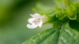 Lemon Balm - Melissa officinalis Lemon Balm - Melissa officinalis