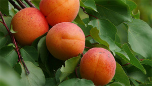 Apricot - Prunus armeniaca Apricot - Prunus armeniaca