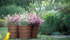 Dr. Hauschka: Our medicinal herb garden Dr. Hauschka: Our medicinal herb garden