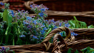 Dr. Hauschka: Medicinal plant glossary Dr. Hauschka: Medicinal plant glossary